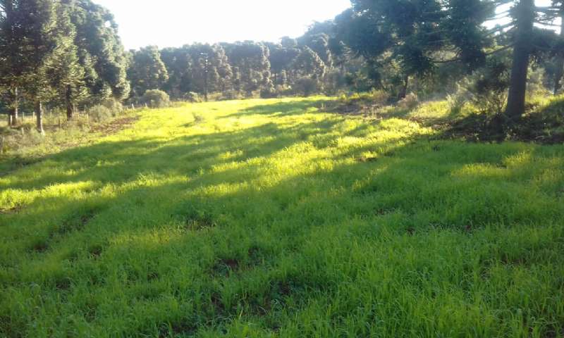 Sítio no bairro lava tudo