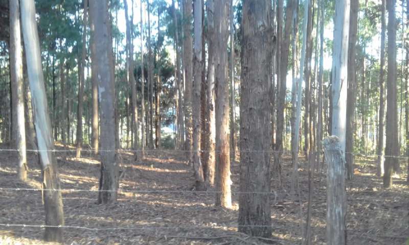 Sítio no bairro lava tudo