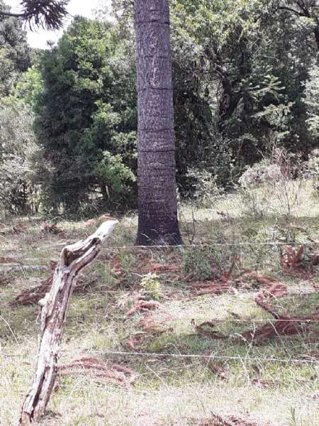 Sítio no bairro lava tudo