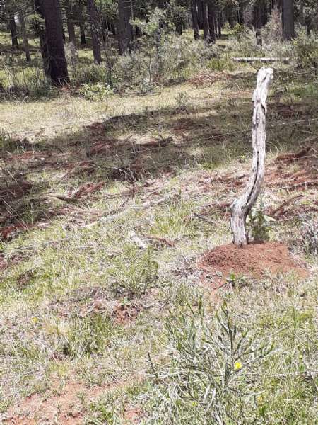 Sítio no bairro lava tudo