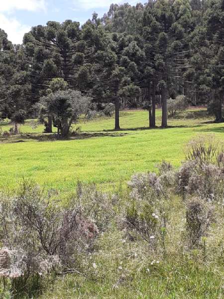 Sítio no bairro lava tudo