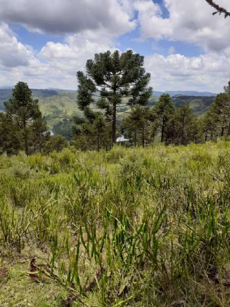 Sítio no bairro lava tudo