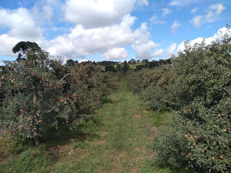 Sítio no bairro Centro