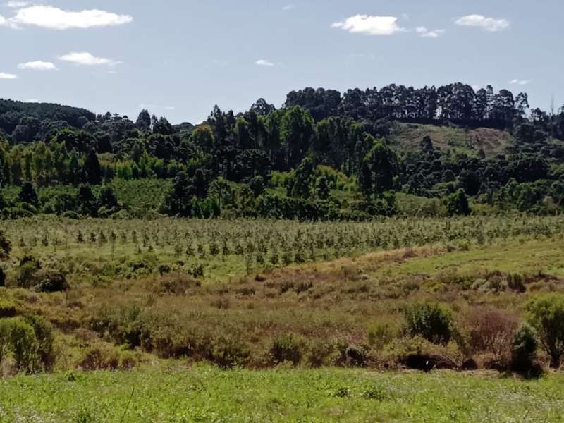 Sítio no bairro Centro