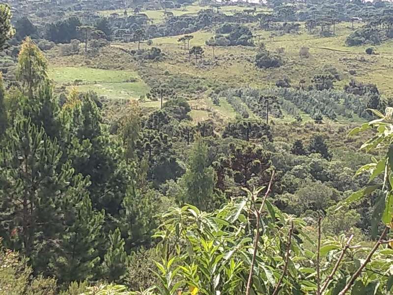 Sítio no bairro Centro