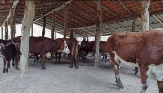 Sítio 4 quartos no bairro Centro