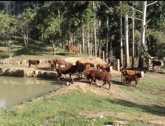 Sítio 4 quartos no bairro Centro