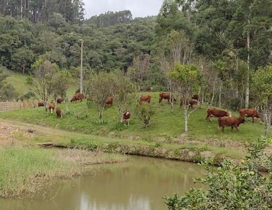 Sítio 4 quartos no bairro Centro