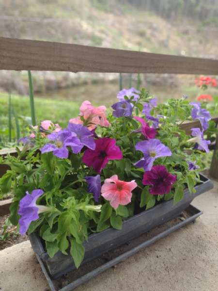 Sítio 4 quartos no bairro Centro