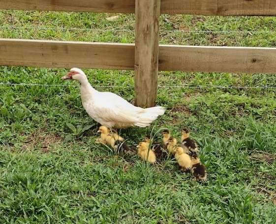 Sítio 4 quartos no bairro Centro