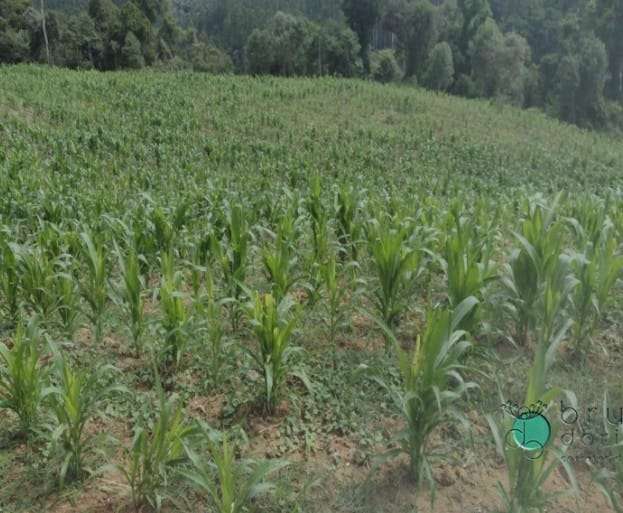 Sítio 4 quartos no bairro Centro