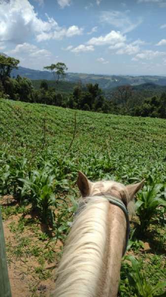 Sítio 4 quartos no bairro Centro