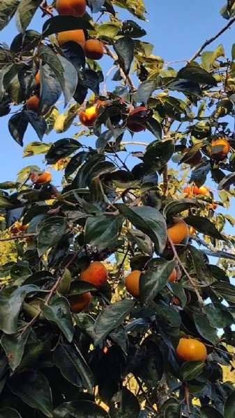 Sítio 4 quartos no bairro Centro