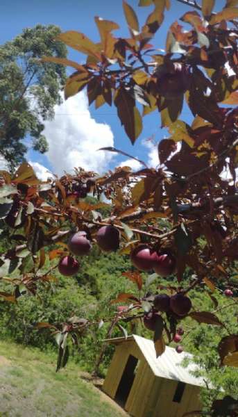 Sítio 4 quartos no bairro Centro