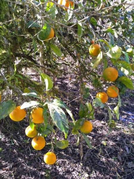 Sítio 4 quartos no bairro Centro