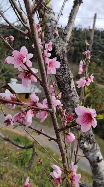 Sítio 4 quartos no bairro Centro
