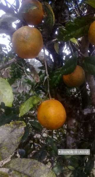 Sítio 4 quartos no bairro Centro