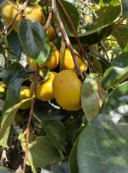 Sítio 4 quartos no bairro Centro