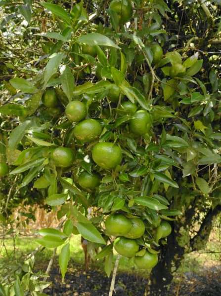Sítio 4 quartos no bairro Centro
