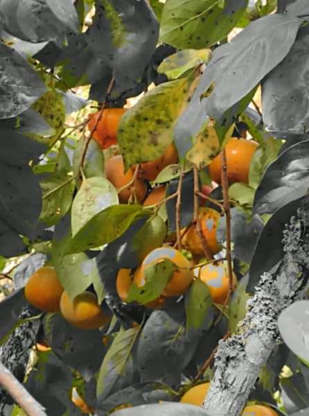 Sítio 4 quartos no bairro Centro