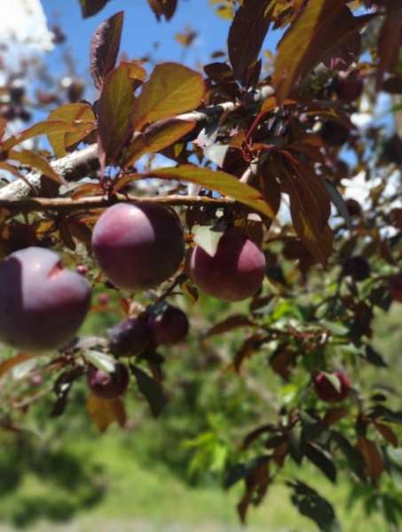 Sítio 4 quartos no bairro Centro