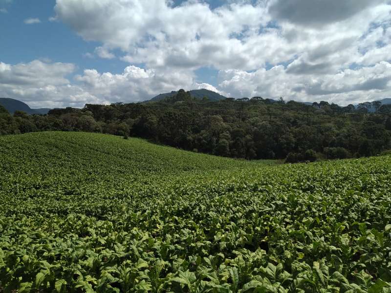 Sítio no bairro Centro