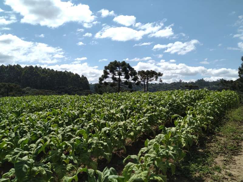 Sítio no bairro Centro