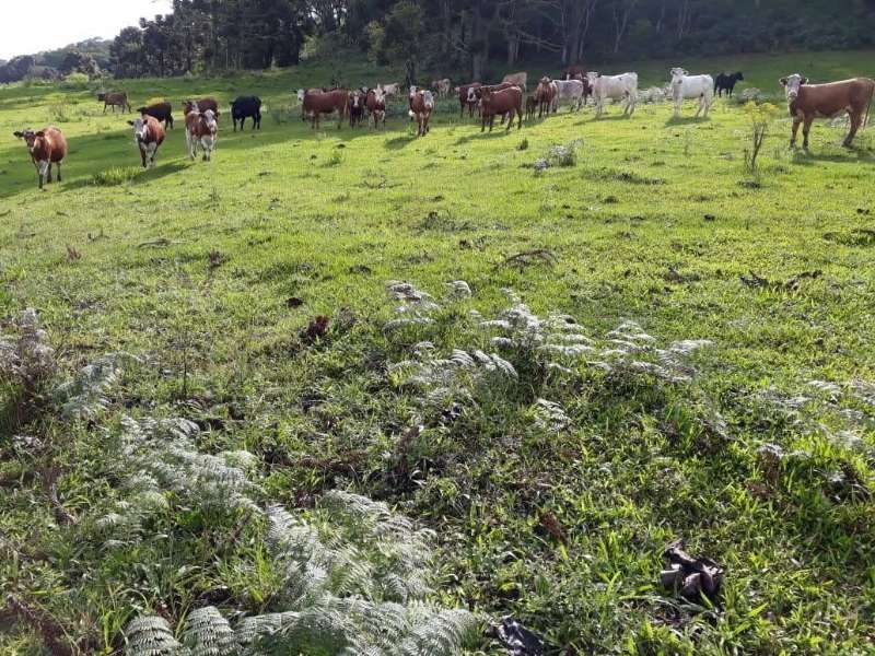 Terreno rural no bairro Centro