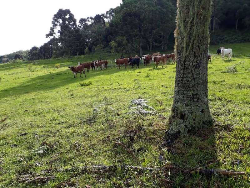 Terreno rural no bairro Centro