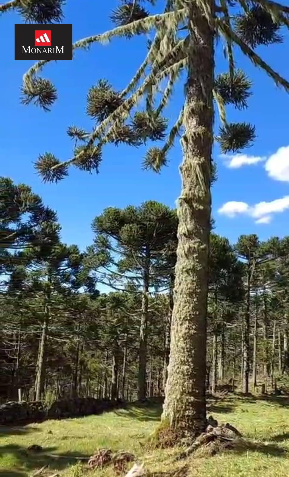 Sítio 5 quartos no bairro Centro