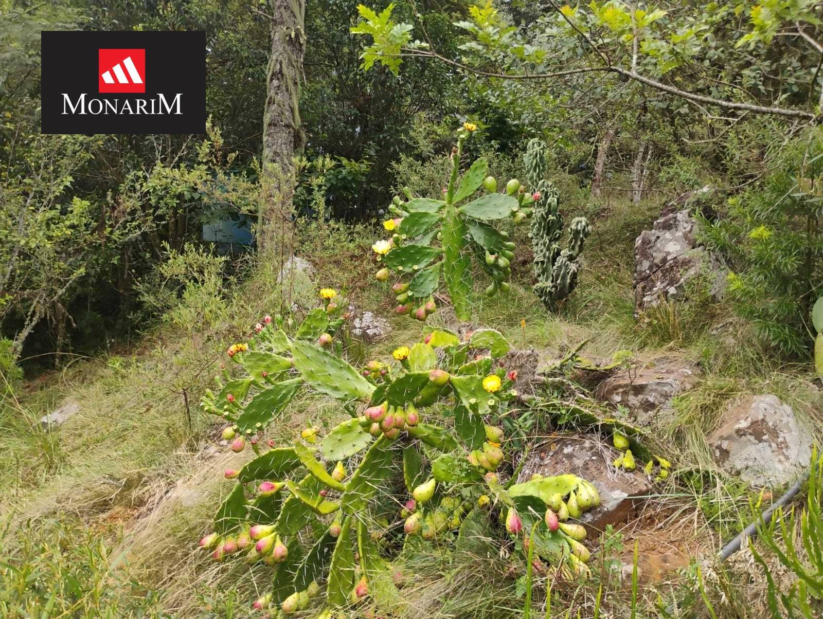 Chácara 6 quartos no bairro Boqueirão