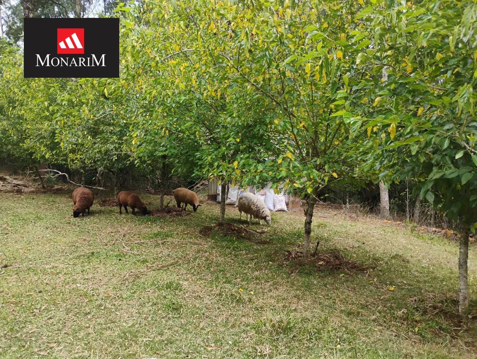 Chácara 6 quartos no bairro Boqueirão