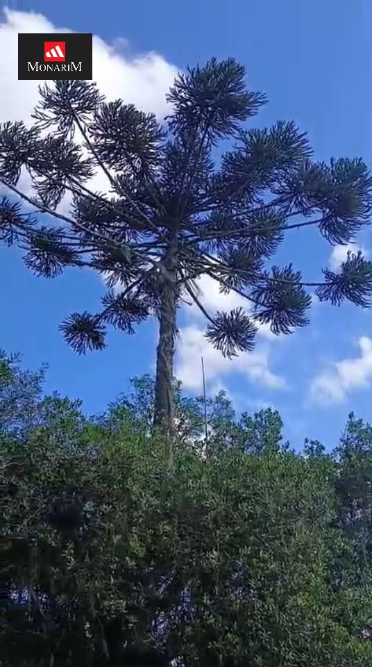 Sítio no bairro Interior