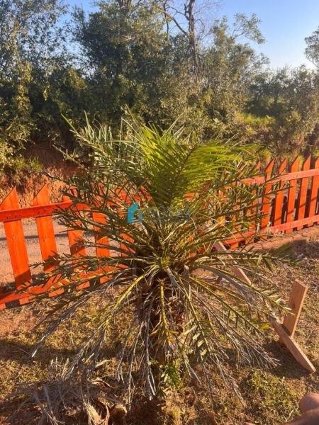 Sítio 2 dormit&oacute;rios no bairro Morungava