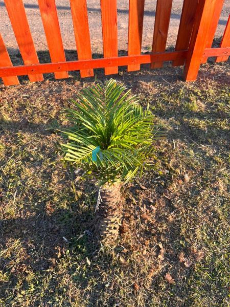 Sítio 2 dormit&oacute;rios no bairro Morungava