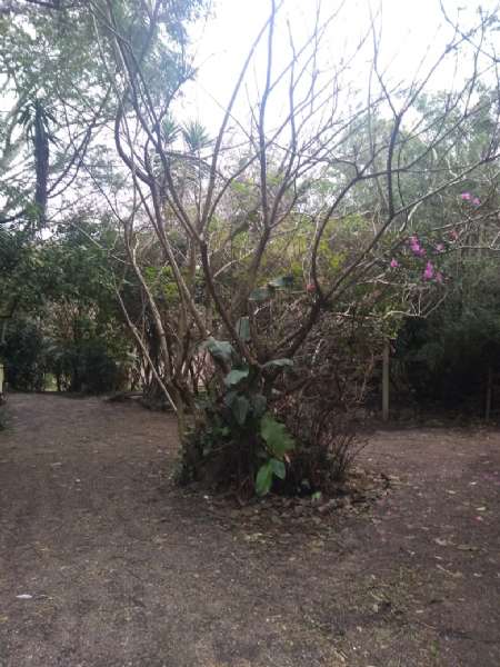 Sítio 6 quartos  no bairro Fragata