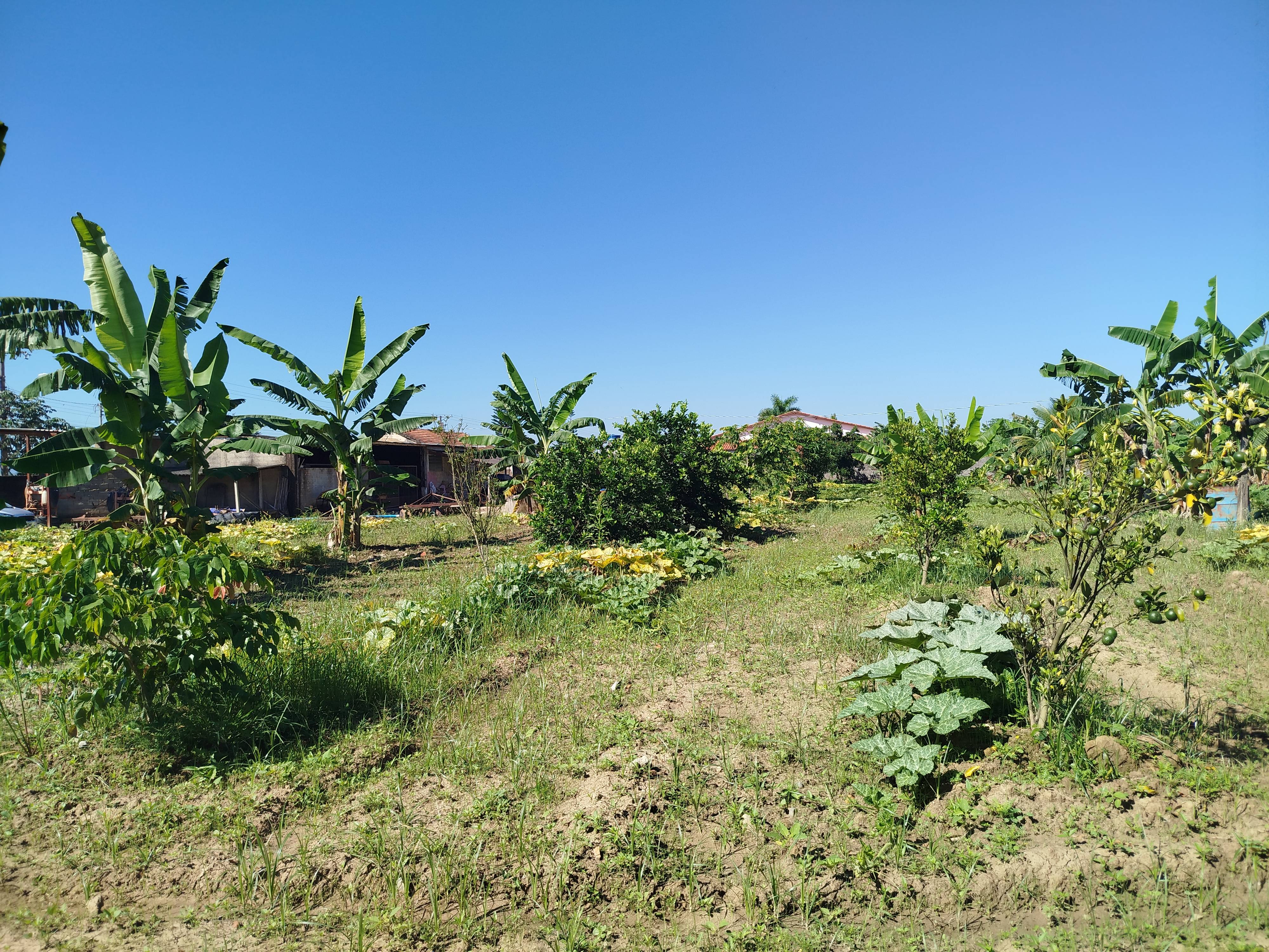 TERRENO no C�lonia